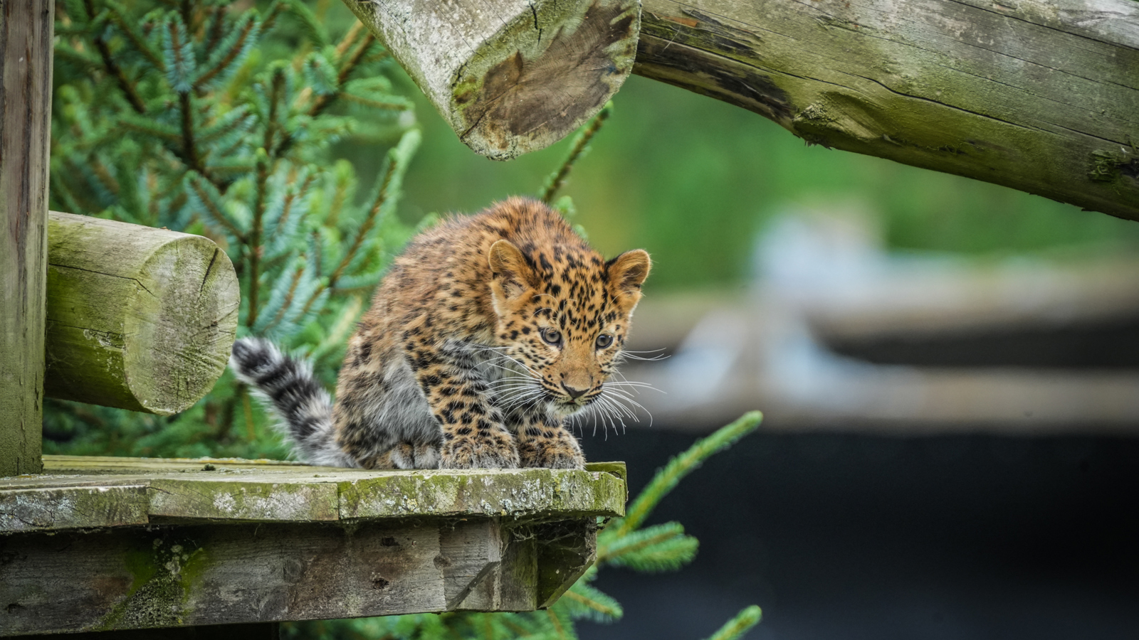 Leopard Cubs In Main Reserve 08