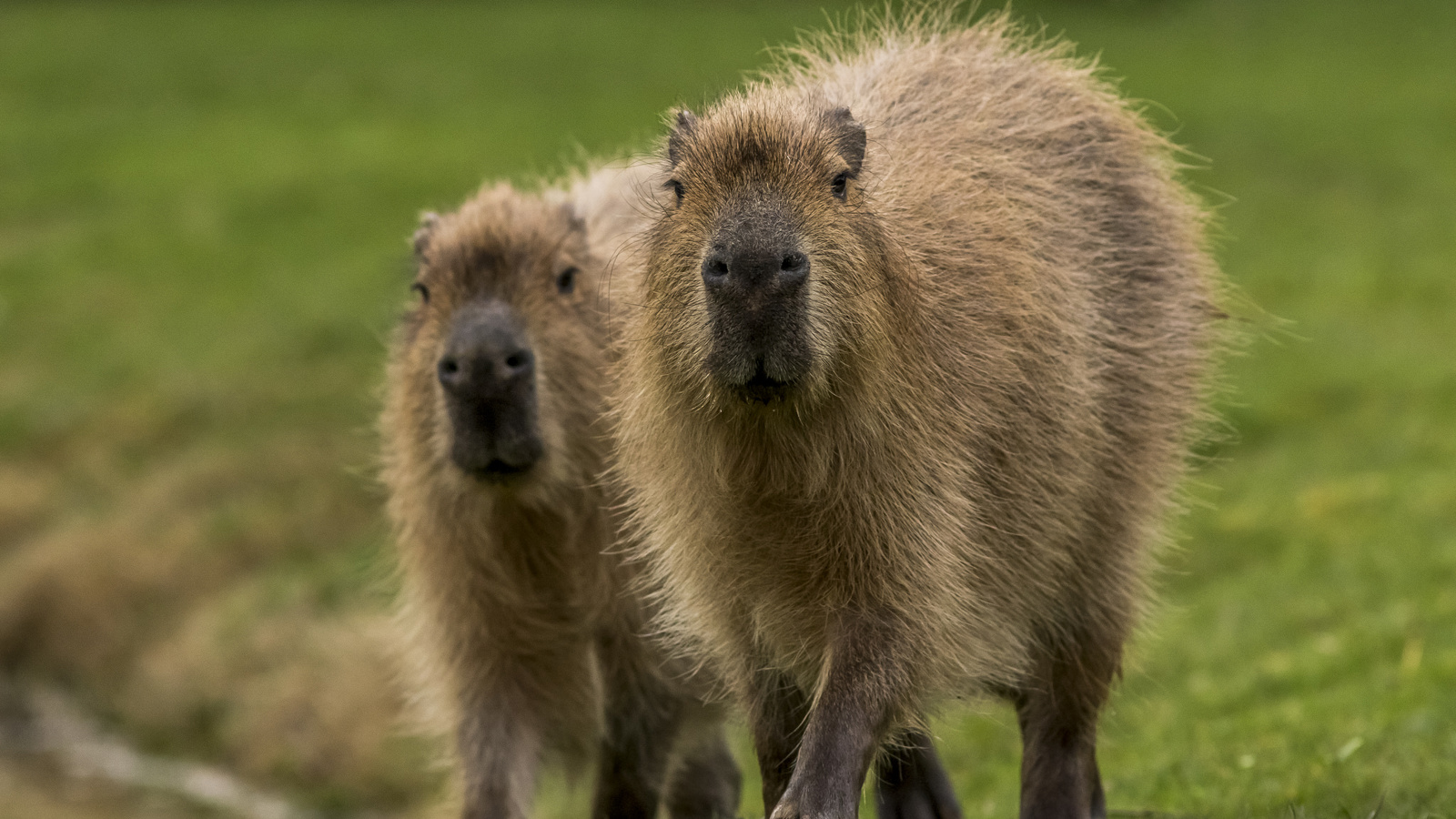 Capybara YWP