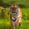 Amur Tiger (1) (1)