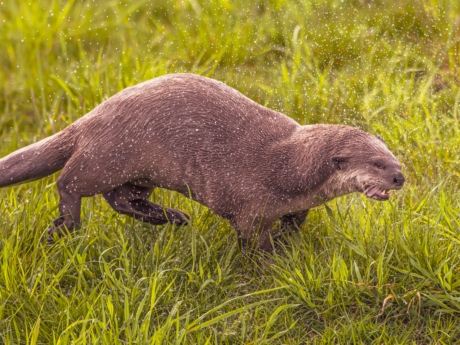 2023 05 31 2023 Smooth Coated Otters 31 Dr Ywp