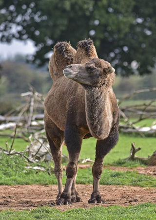 Camel 2