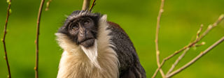 2024 Roloway Monkey Dr Ywp 25