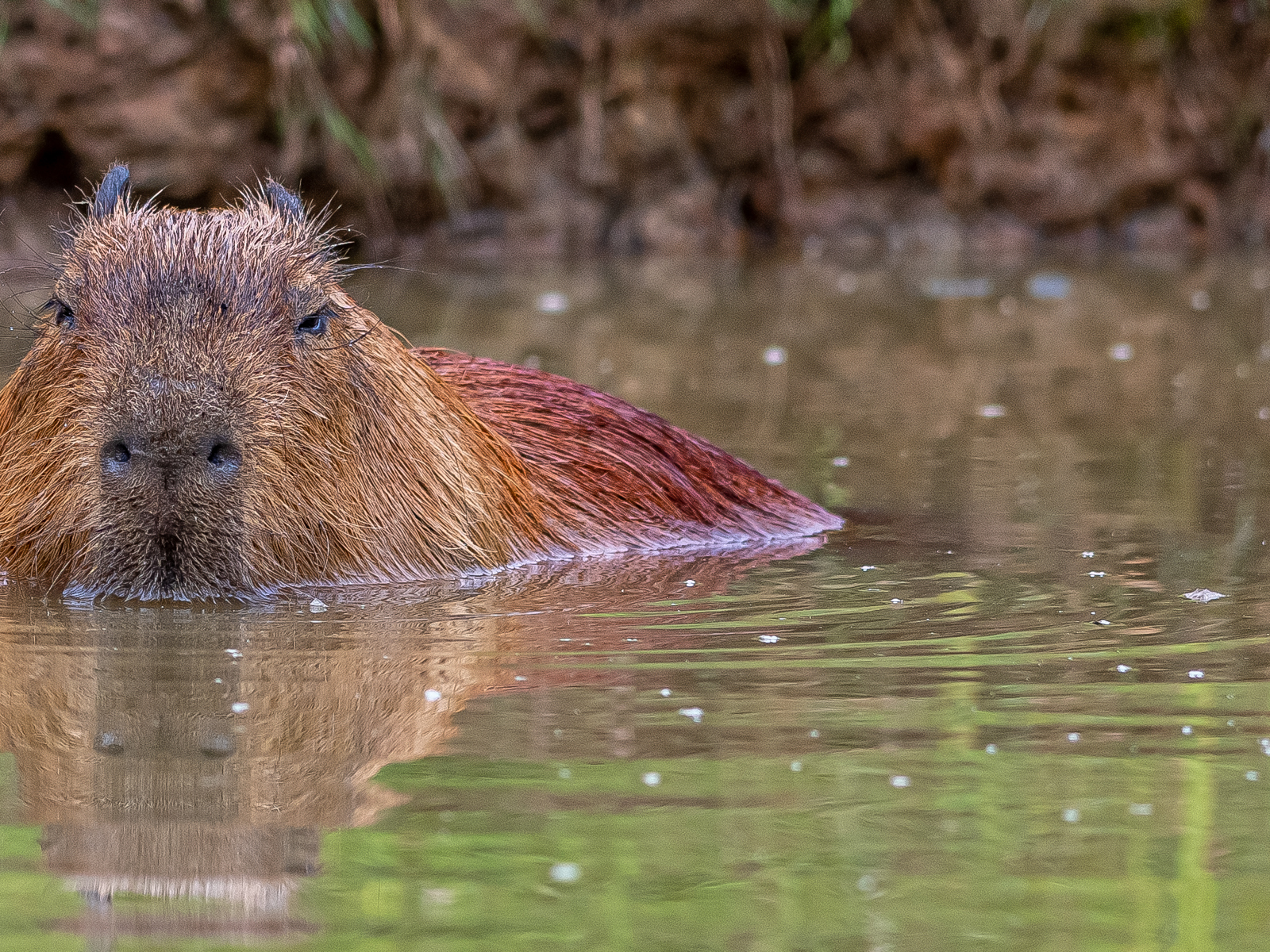 2021 09 17 2021Capybara In The Water 1 Dr Ywp