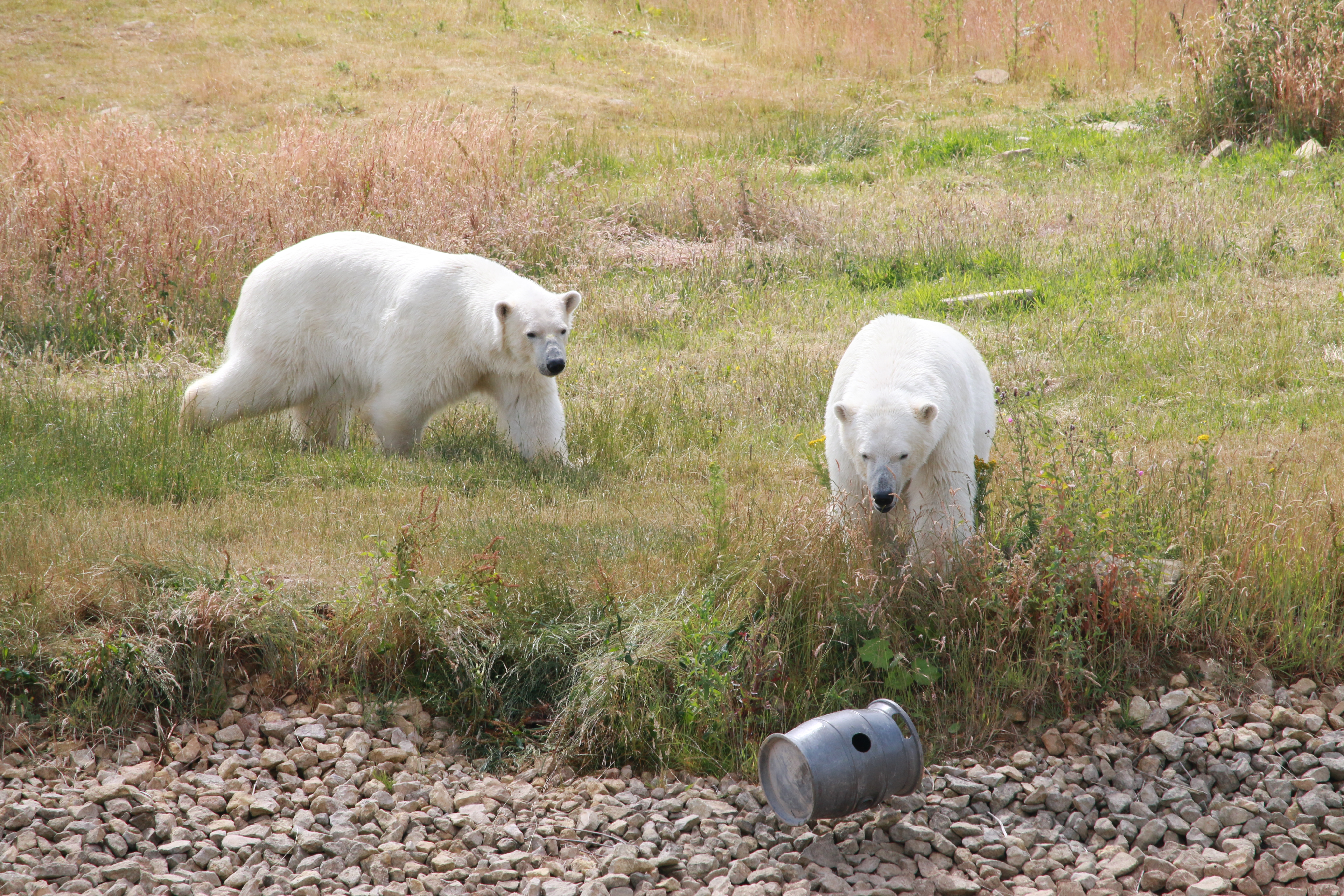 Yorkshire Wildlife Park | Animals | Days Out In Yorkshire