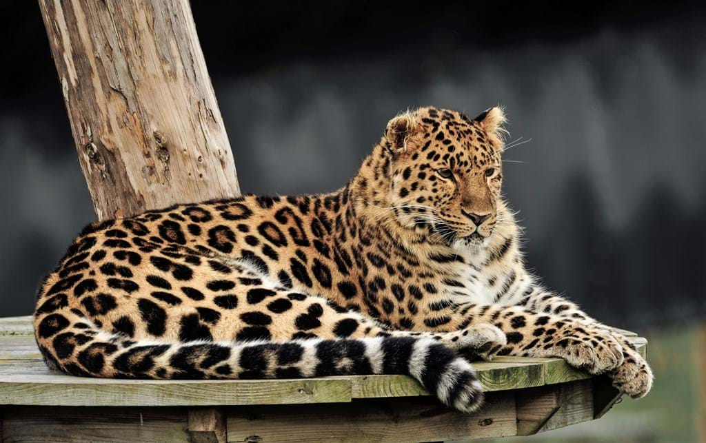 Leopard experience