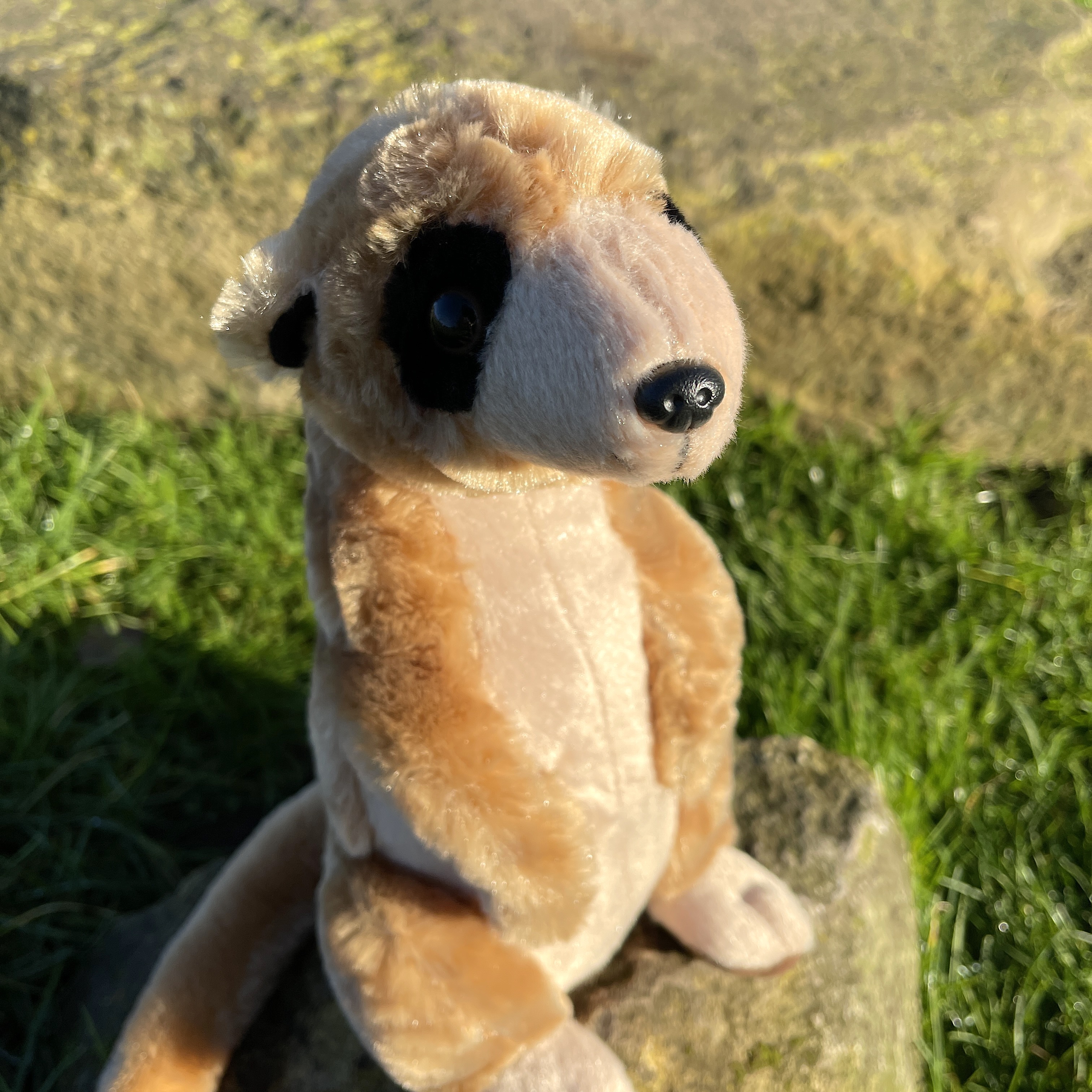 Giant meerkat sales teddy