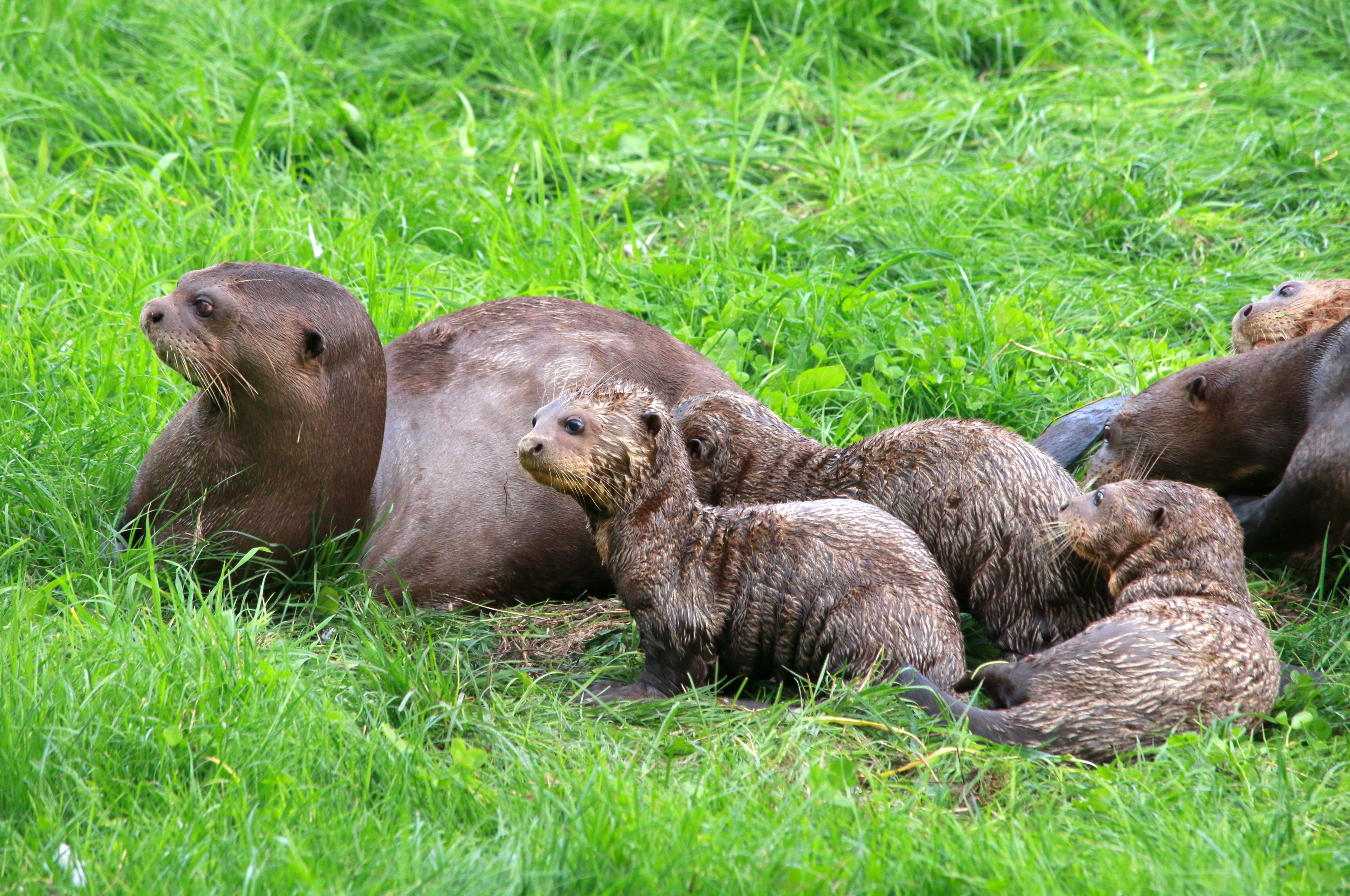 Yorkshire Wildlife Park | Animals | Days Out In Yorkshire