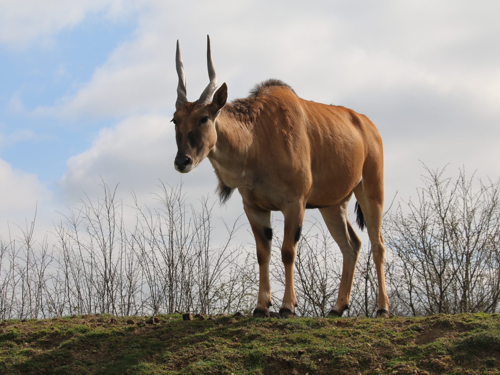 Eland 2 Copy