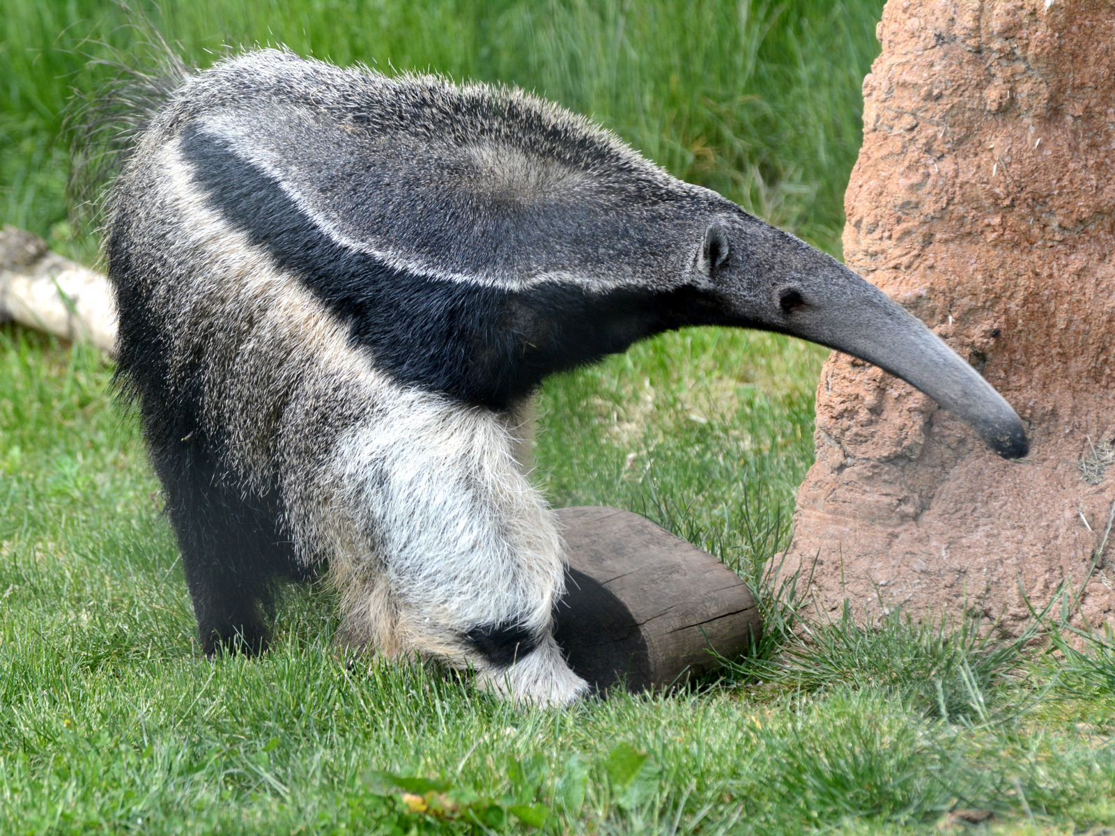 Giant Anteater (CR. Ulli J)