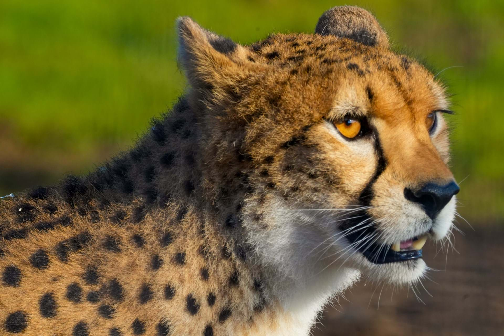 Yorkshire Wildlife Park welcomes two endangered Cheetahs to newly