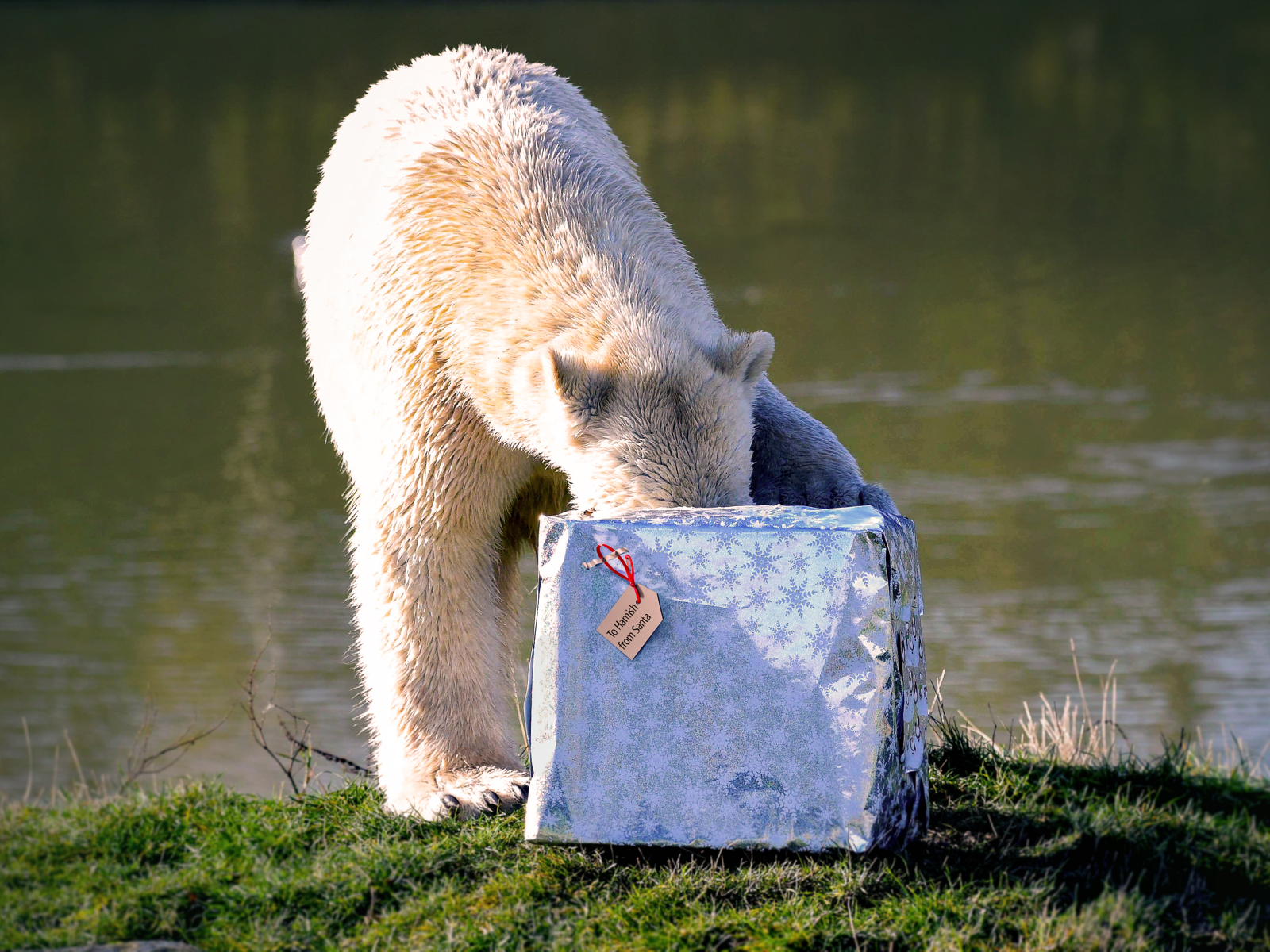 Polar Bear Head In Gift