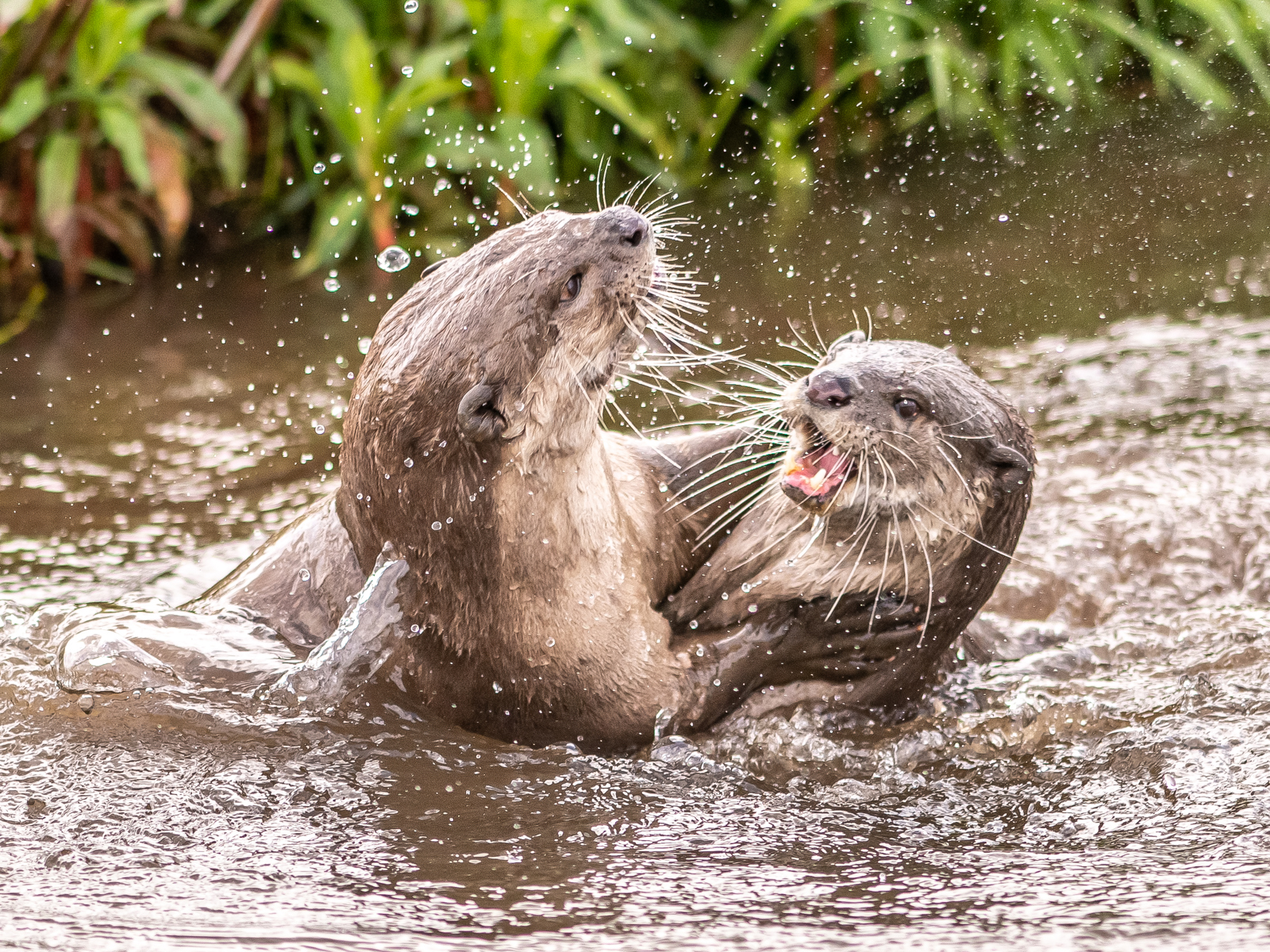 2023 05 31 2023 Smooth Coated Otters 21 Dr Ywp