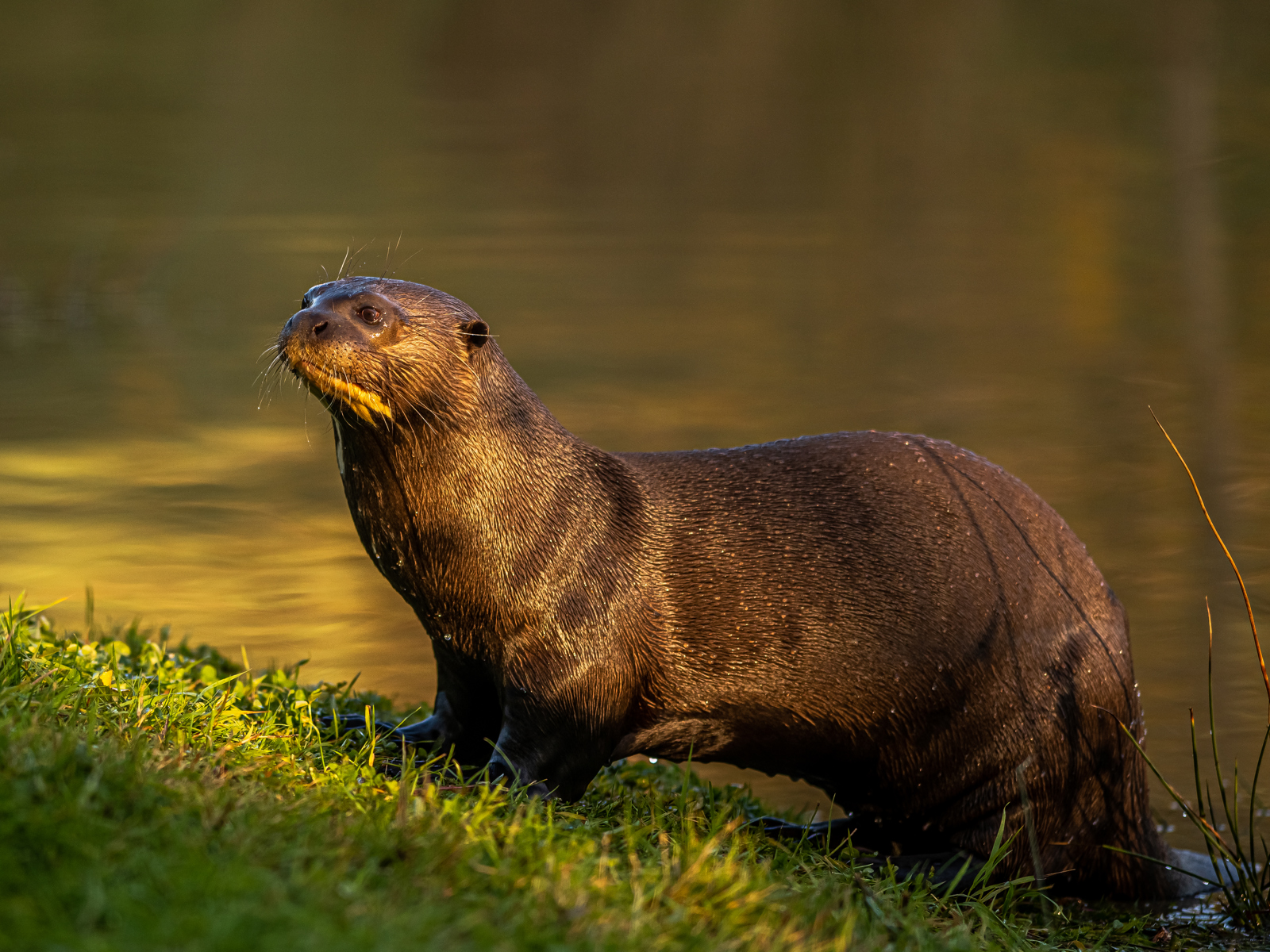 2019Giant Otter In Golden Light 1 Dr Ywp