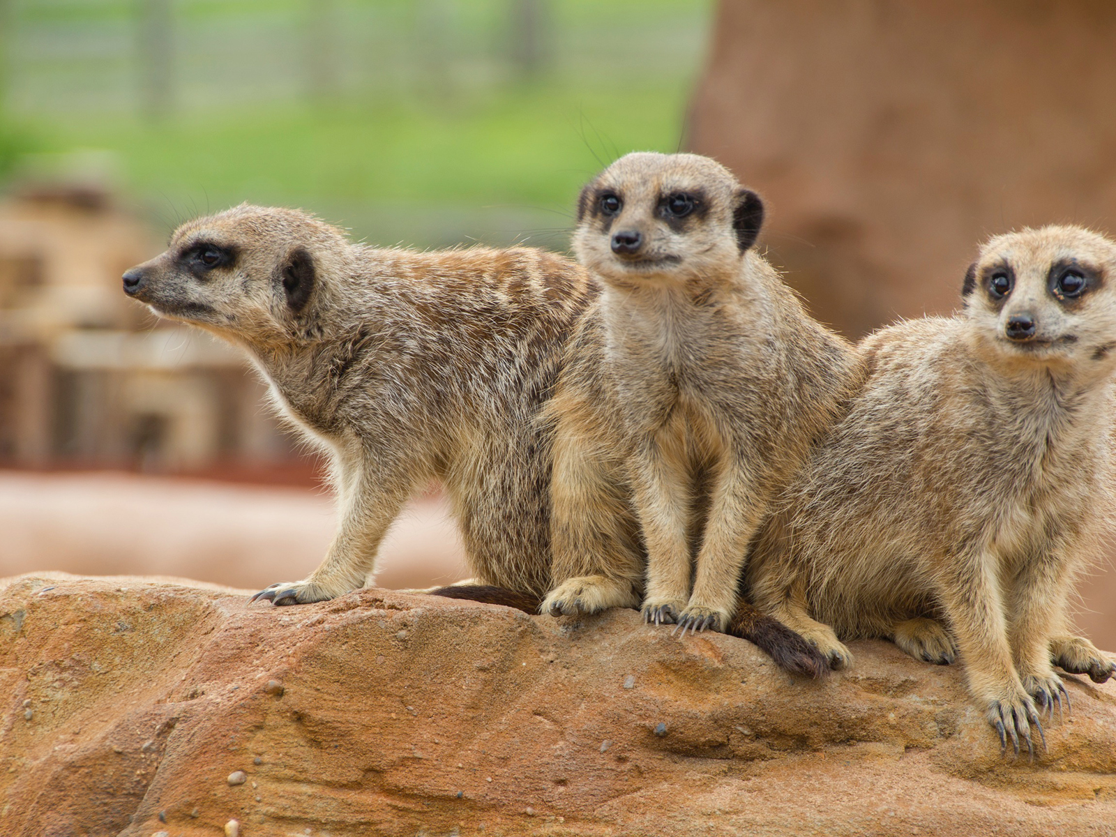 Meerkats