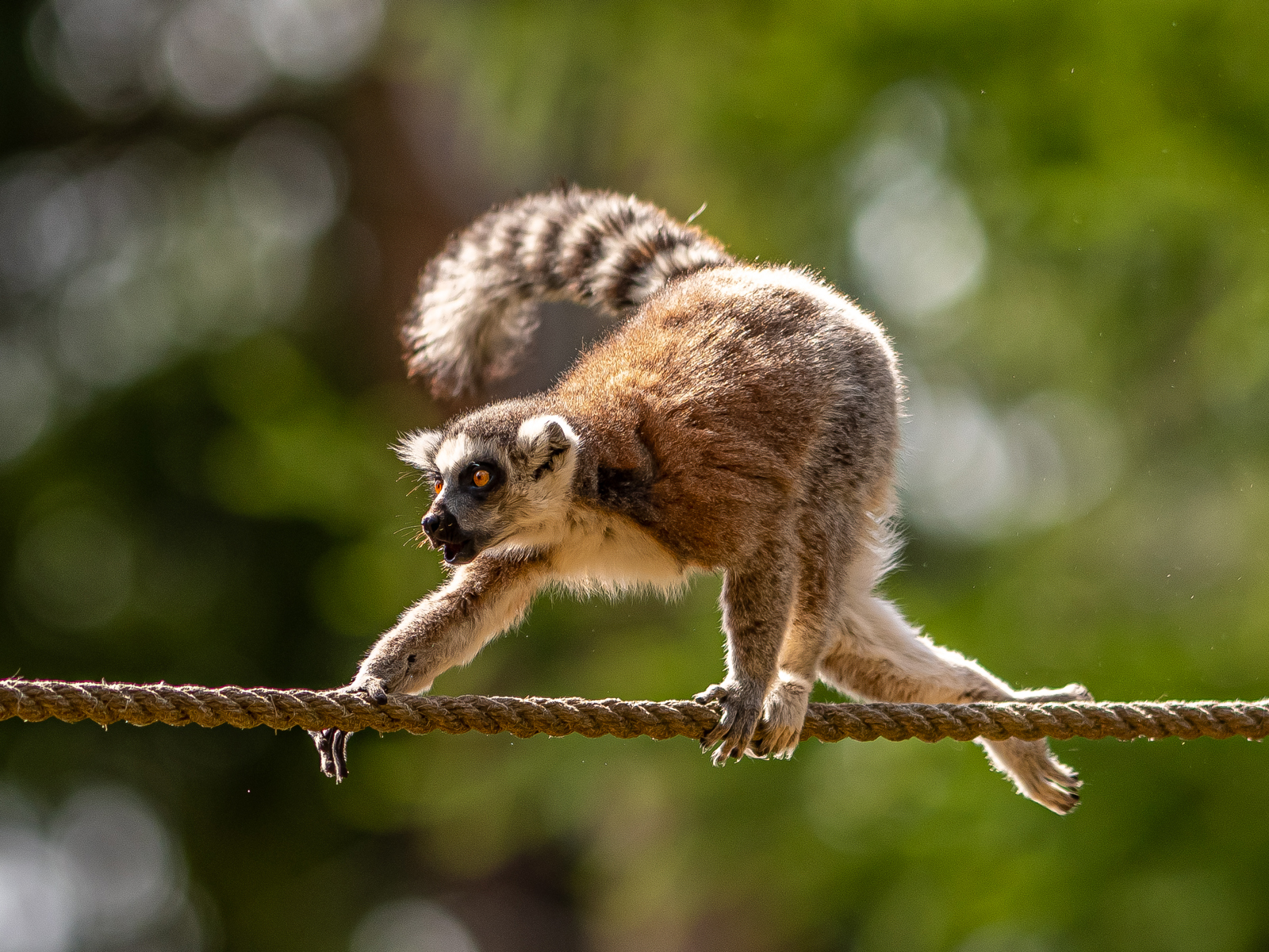 2022 07 10 2022Ring Tailed Lemur 1 Dr Ywp