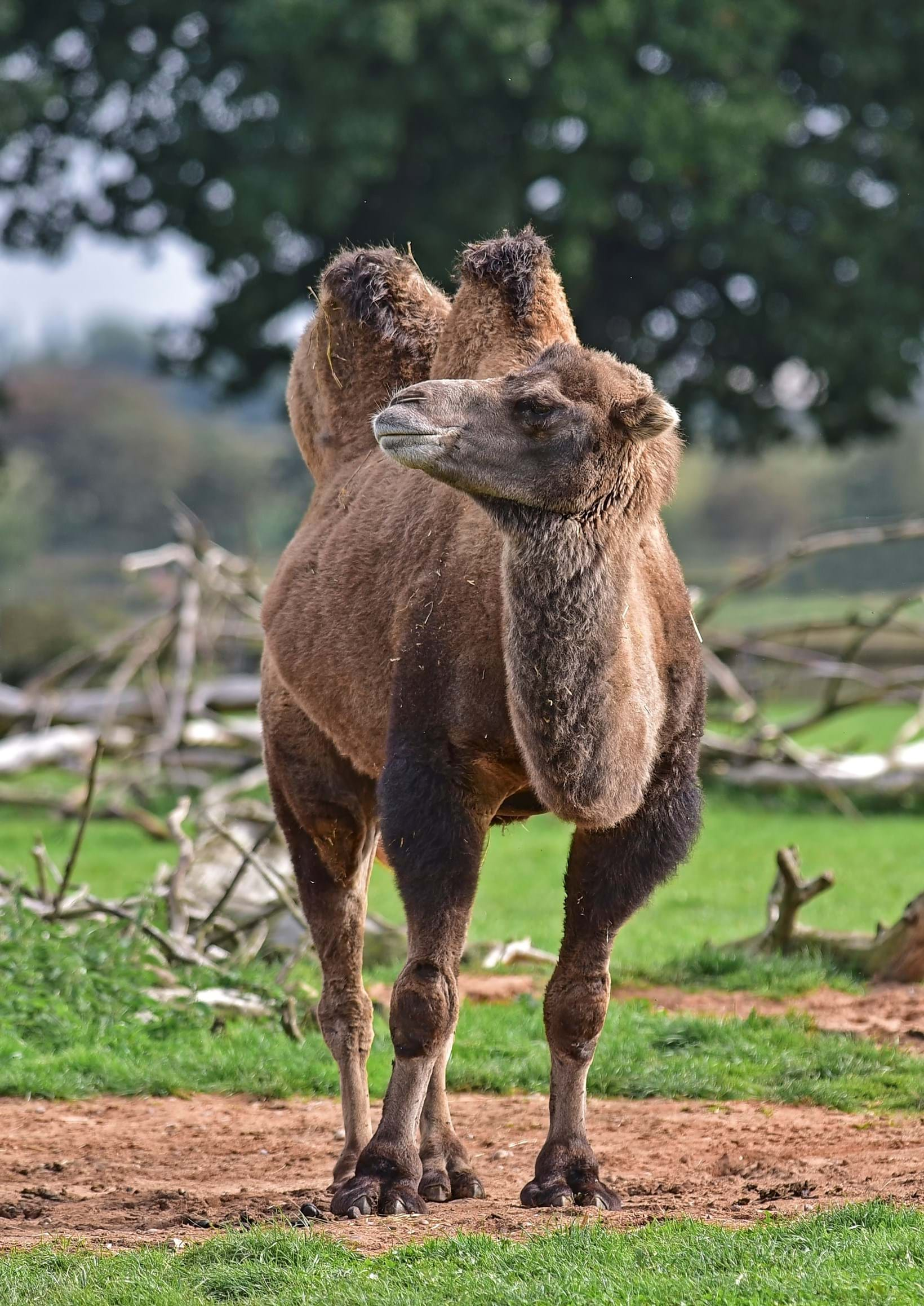 Camels at Yorkshire Wildlife Park