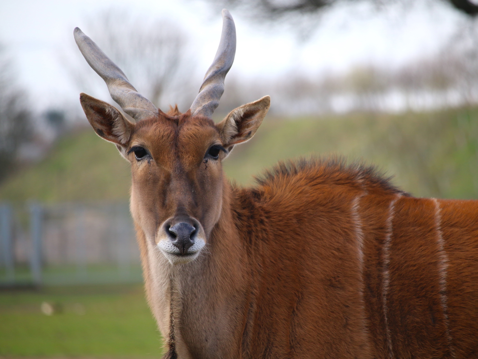 Eland Copy