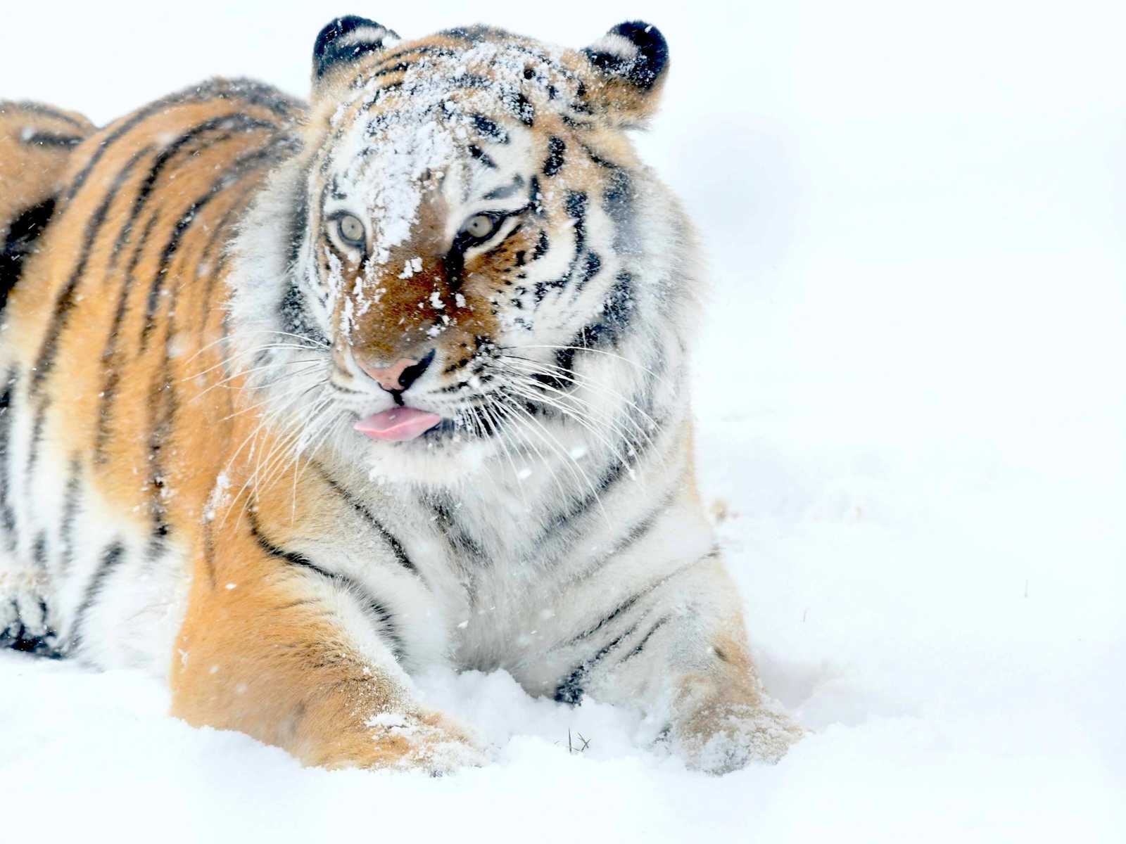 1 Jan Tiger In Snow Cr Tal Chohan