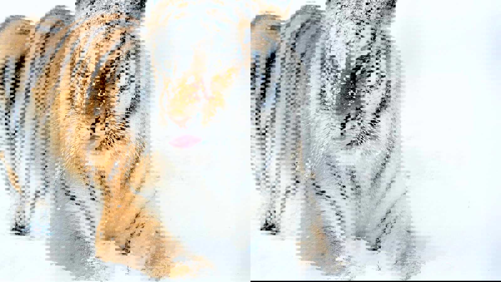 1 Jan Tiger In Snow Cr Tal Chohan