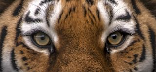 Vladimir Intensity 1 Dr Ywp