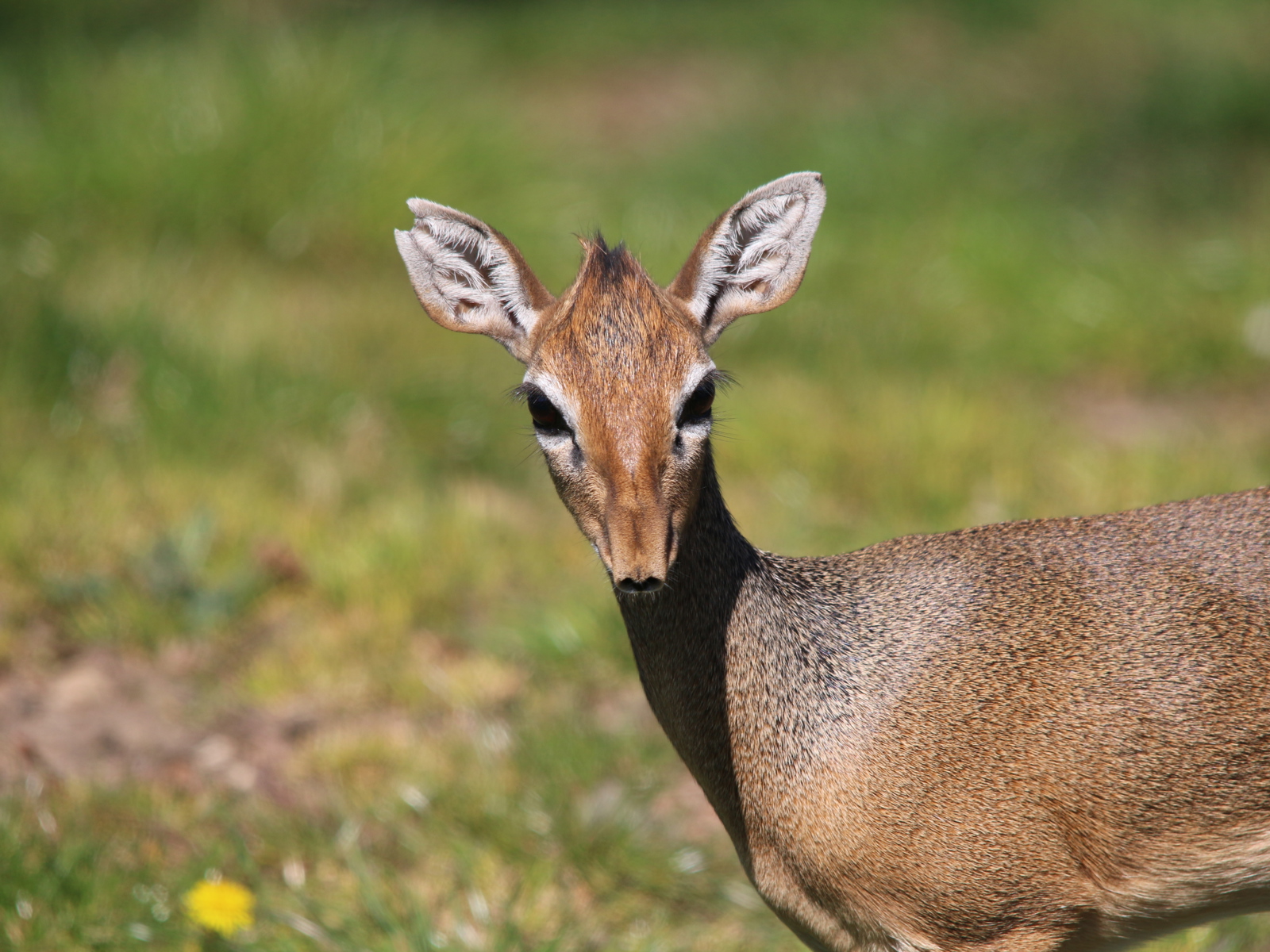 Dik Dik