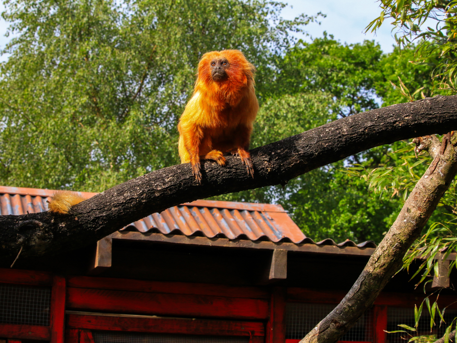 Golden Lion Tamarin 2