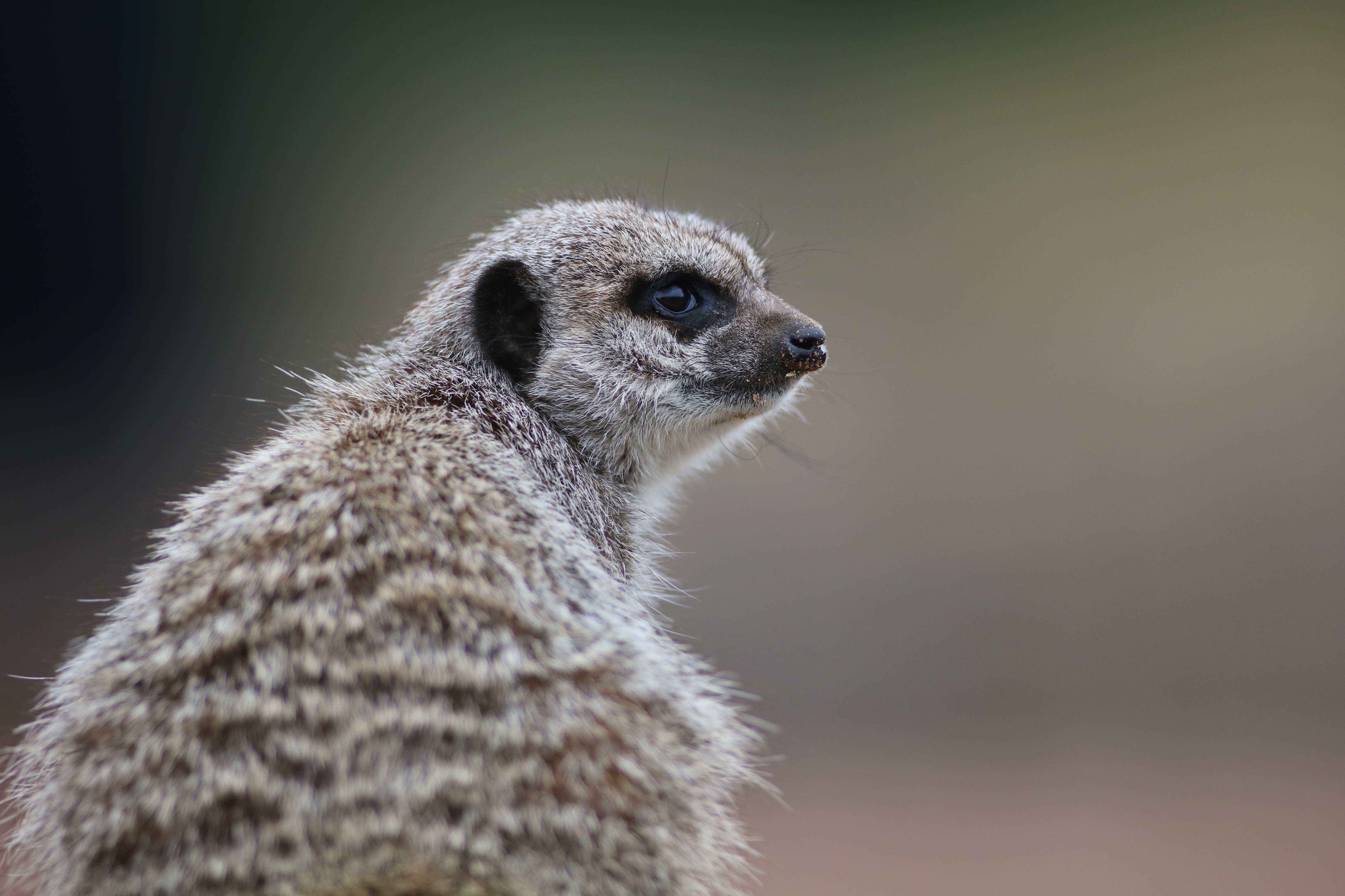 Meerkats At Yorkshire Wildlife Park