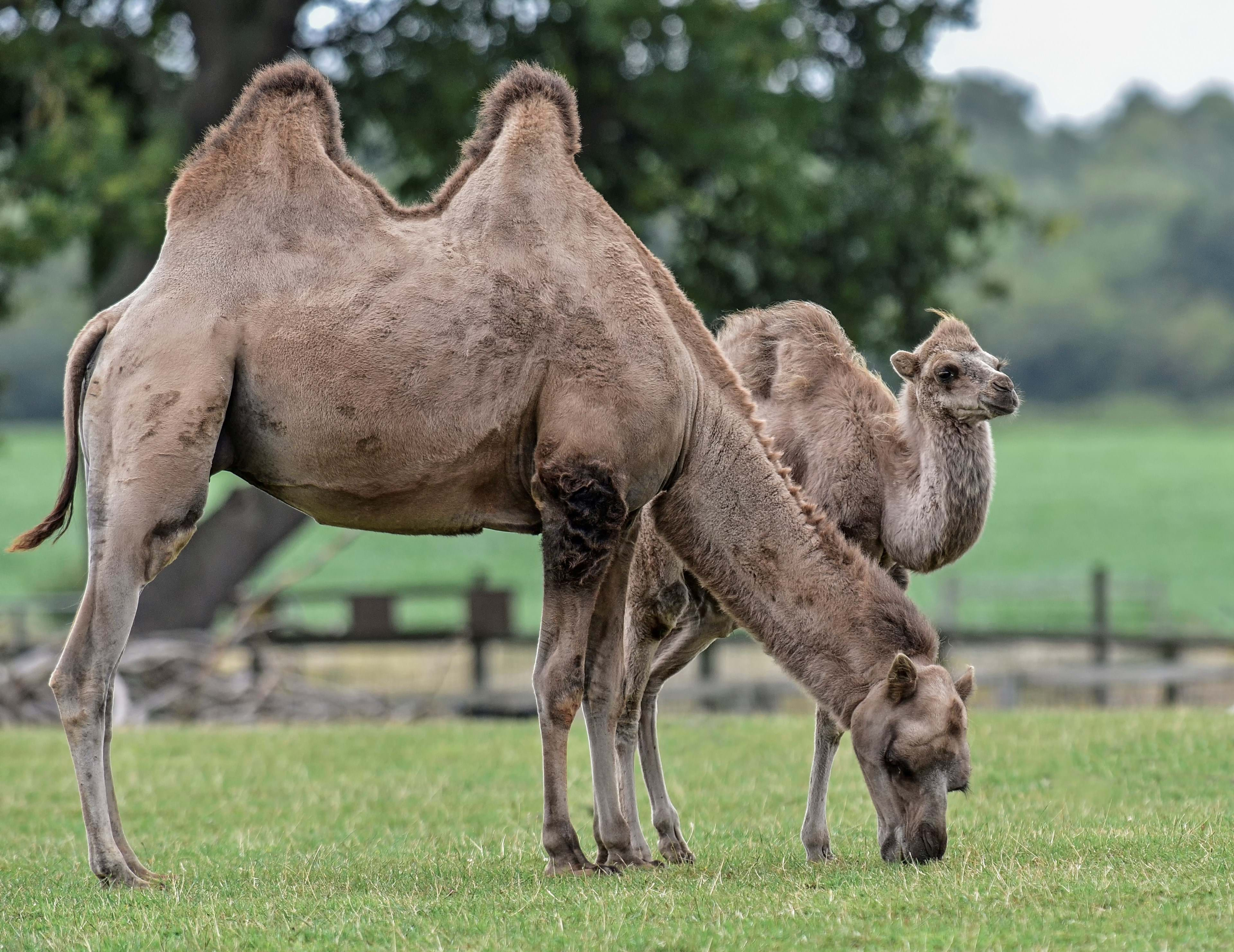 Camels at Yorkshire Wildlife Park