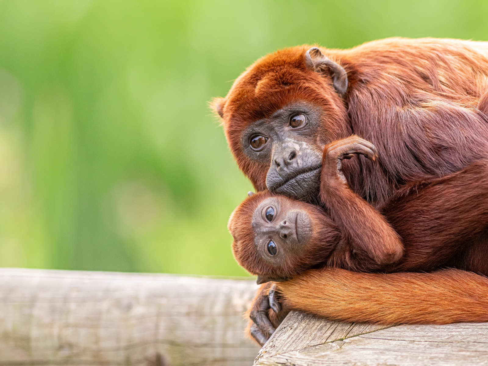 2023 07 26 2023 Howler Monkey Mum And Baby 44 Dr Ywp (1)