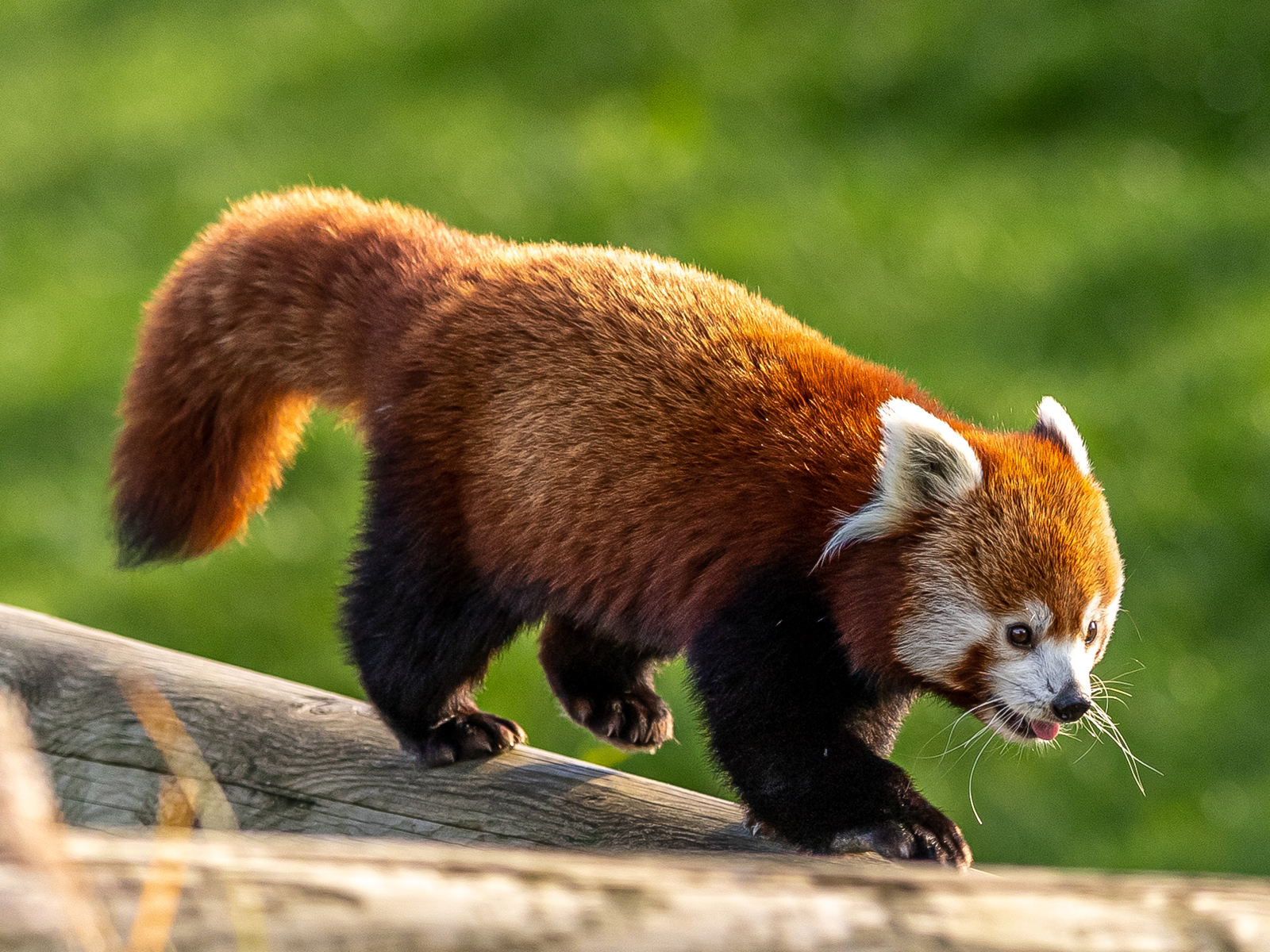 2022 12 01 2022Red Panda 1 Dr Ywp