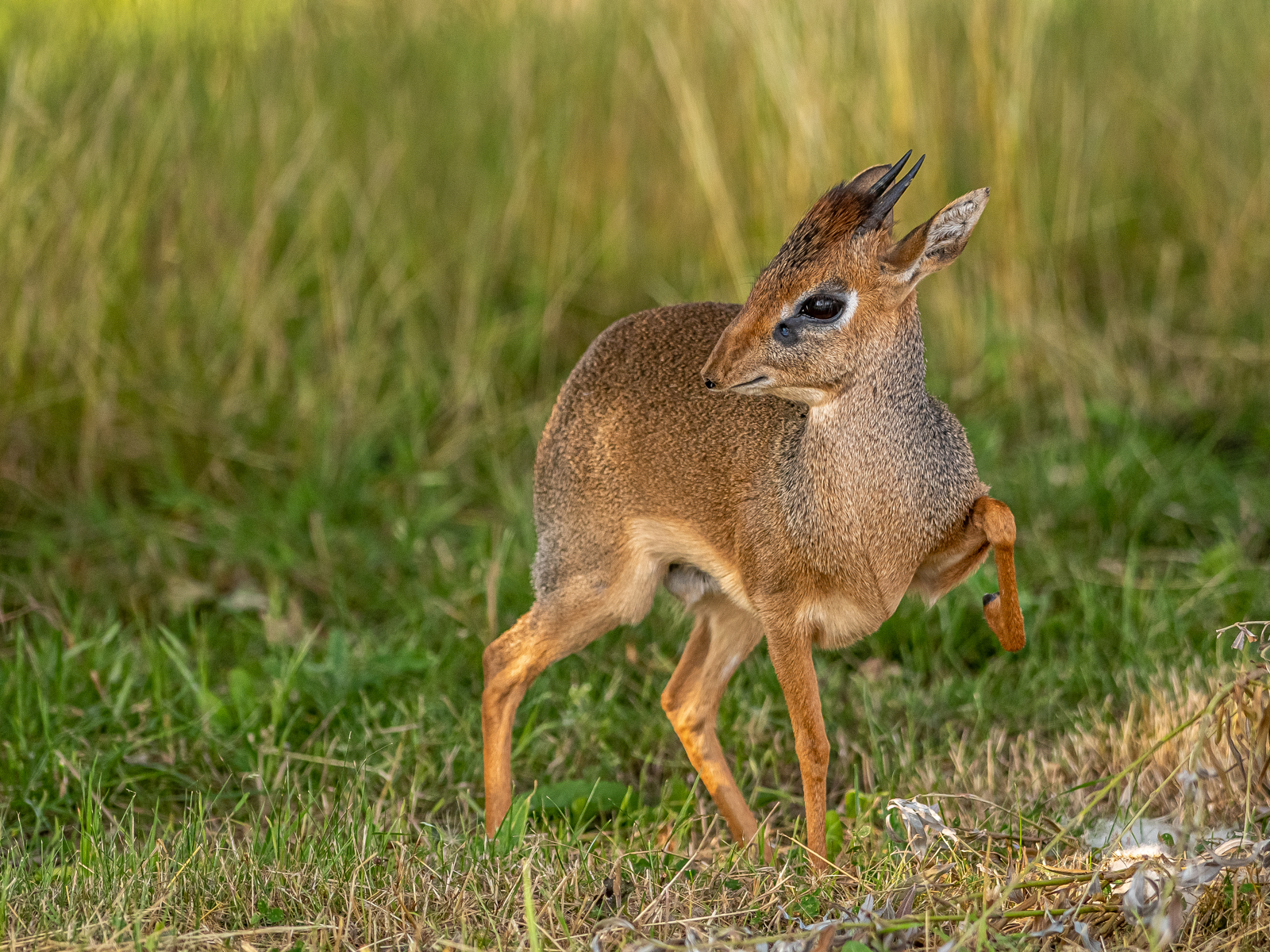 2021 09 17 2021Dik Dik On Guard 1 Dr Ywp