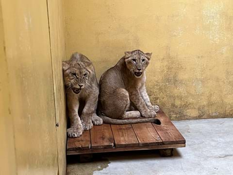 Lion Rescue 2 | News | Yorkshire Wildlife Park