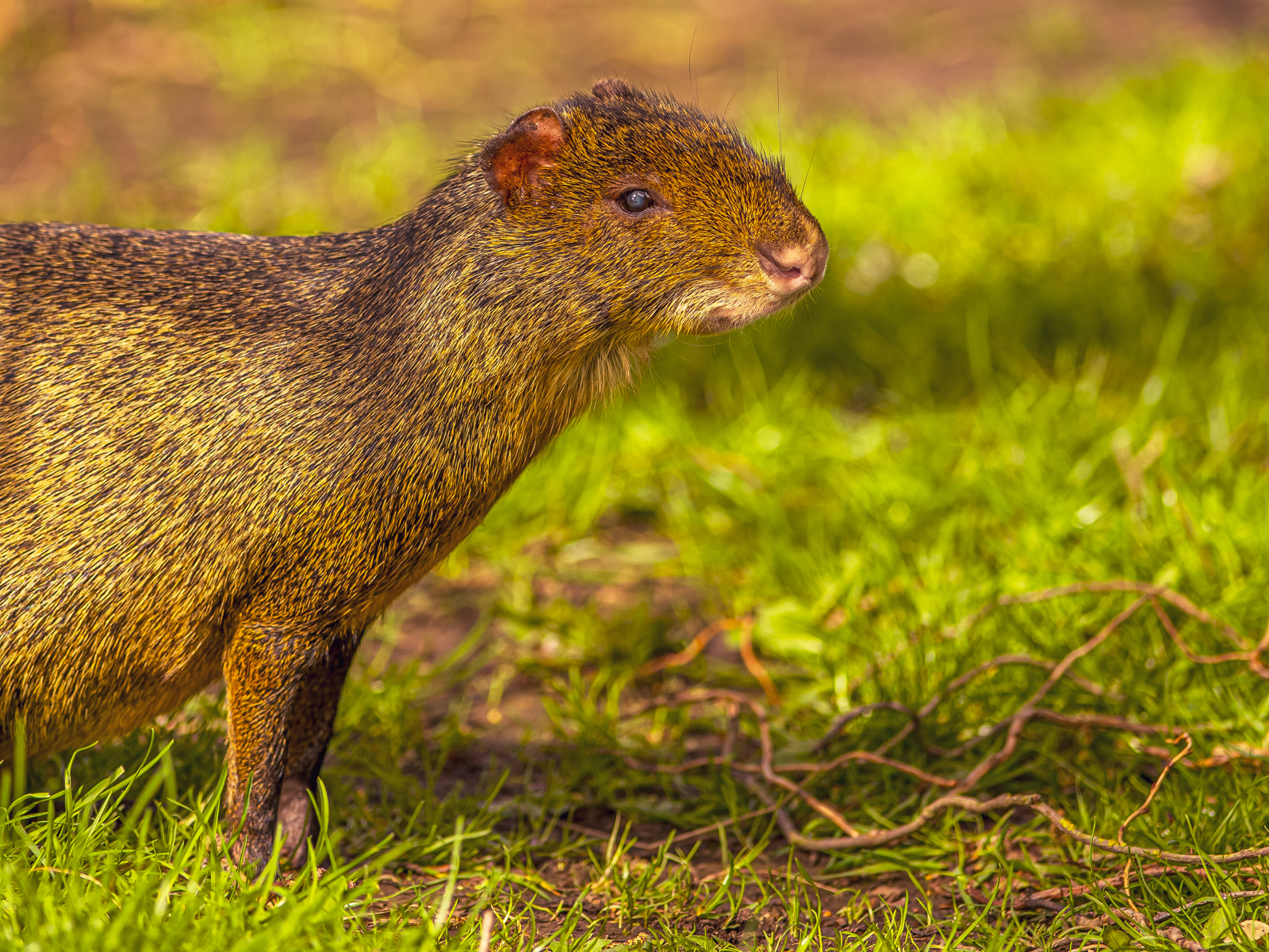 2024 Agouti Dr Ywp 2