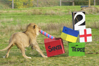 YWP Lions Bday 009