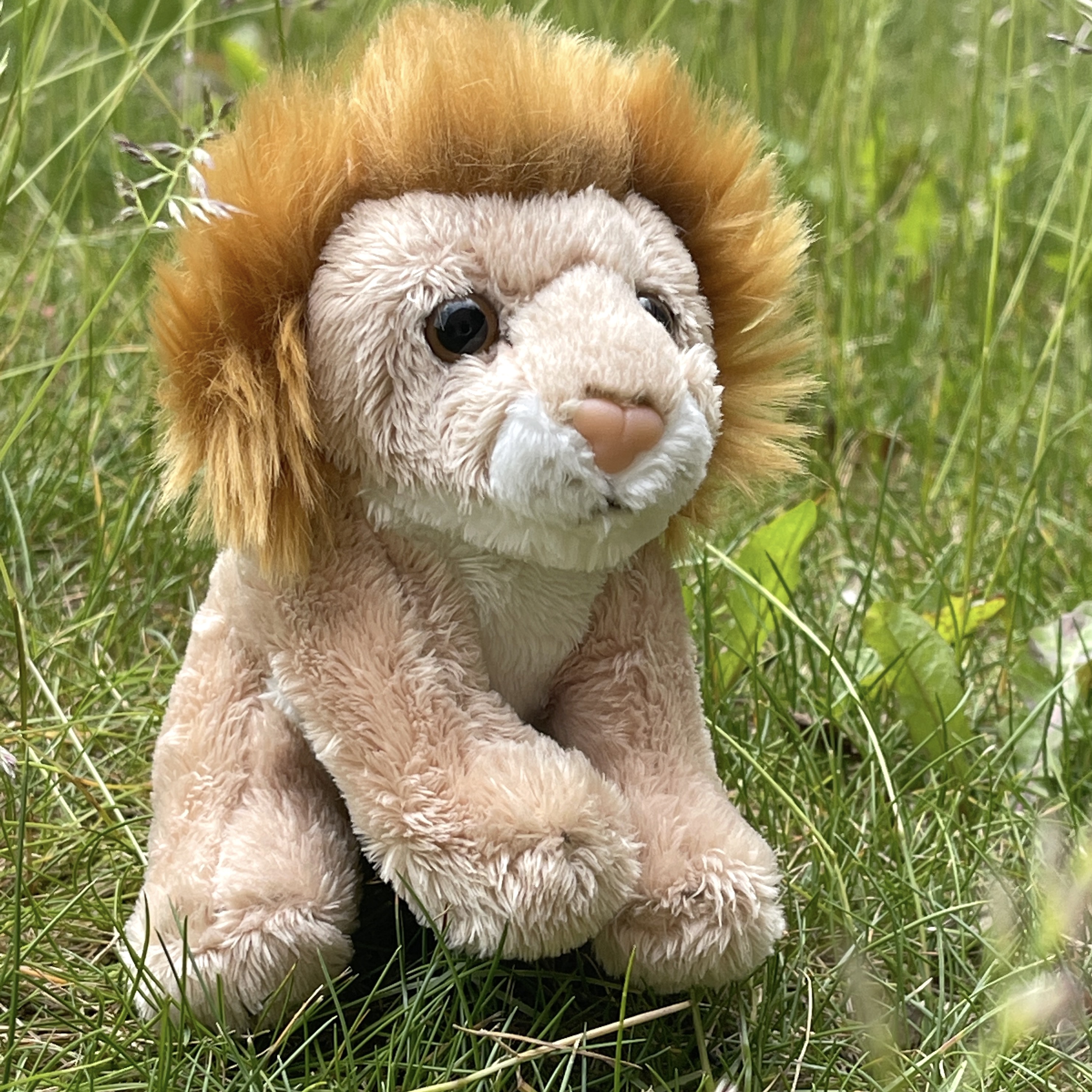 Small lion deals stuffed animal