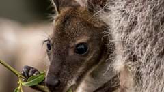 Baby Wallaby (CR. David Roberts)