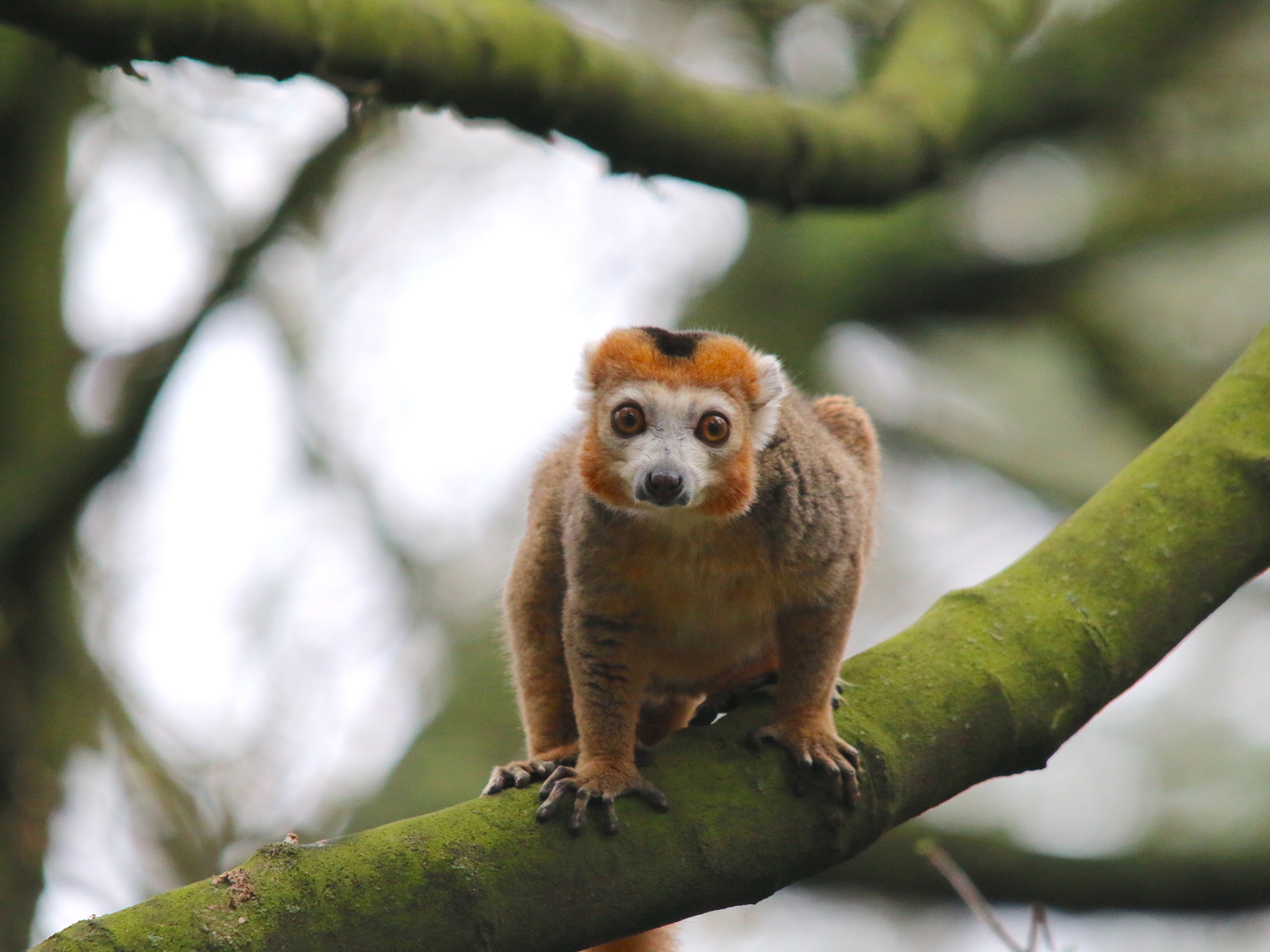 Crowned Lemur