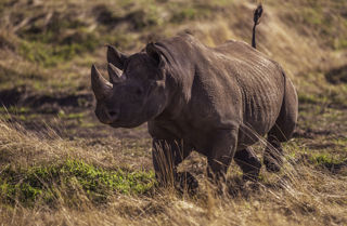 2024 Rhino Dr Ywp 3