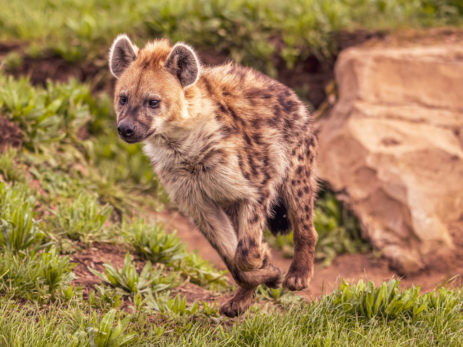 2023 05 03 2023 Hyena 12 Dr Ywp