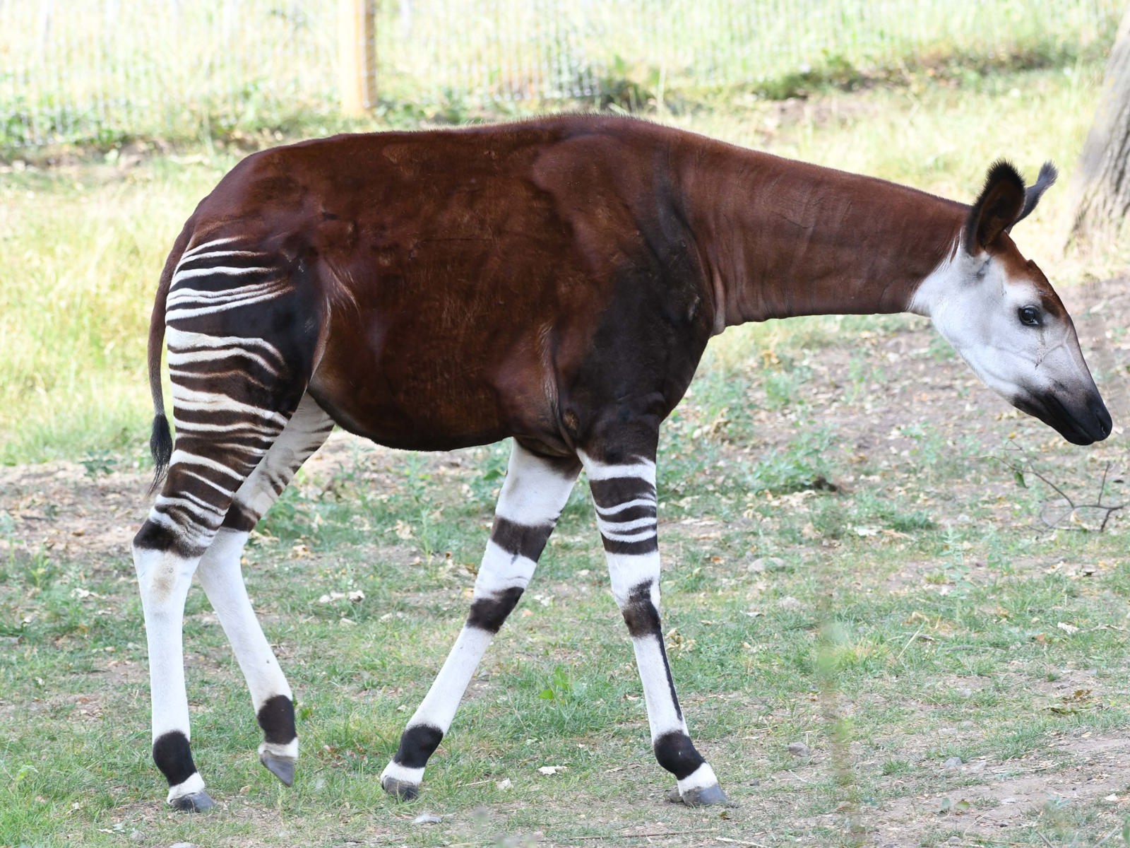 YWP Okapi