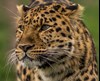 Leopards at Yorkshire Wildlife Park