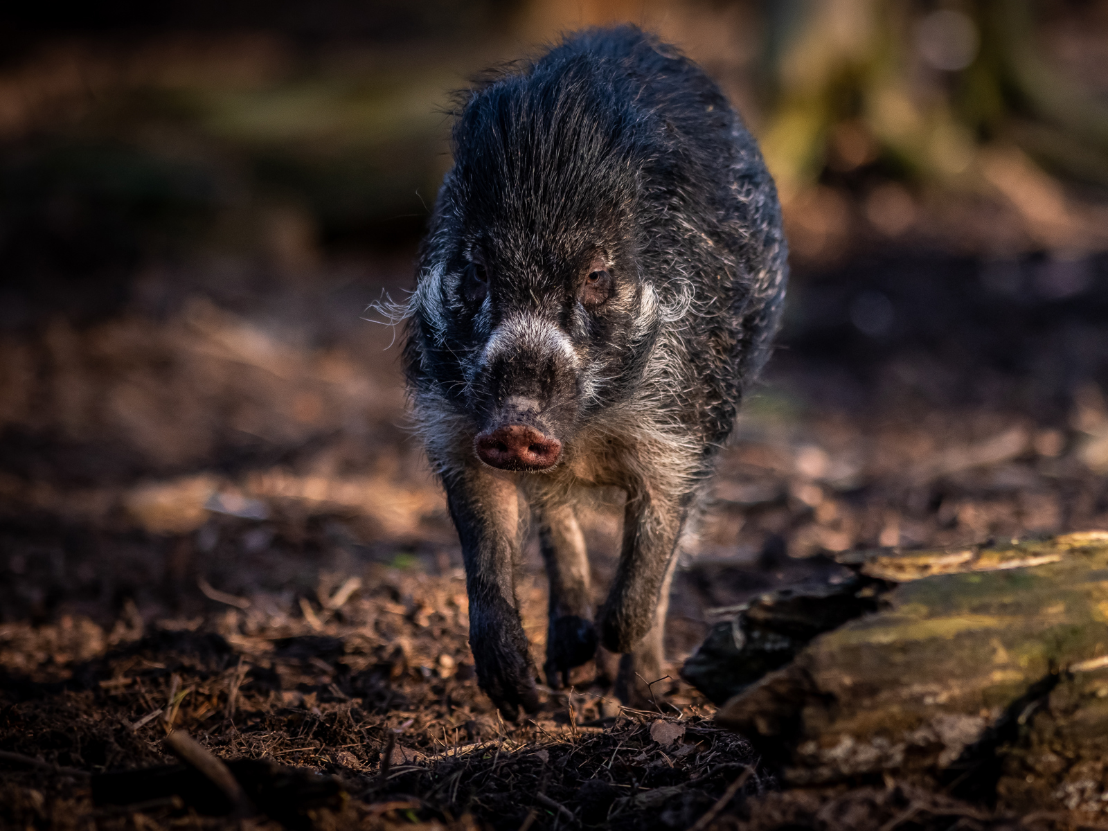 2020 05 25 2020Warty Pig On The Run 2 Dr Ywp