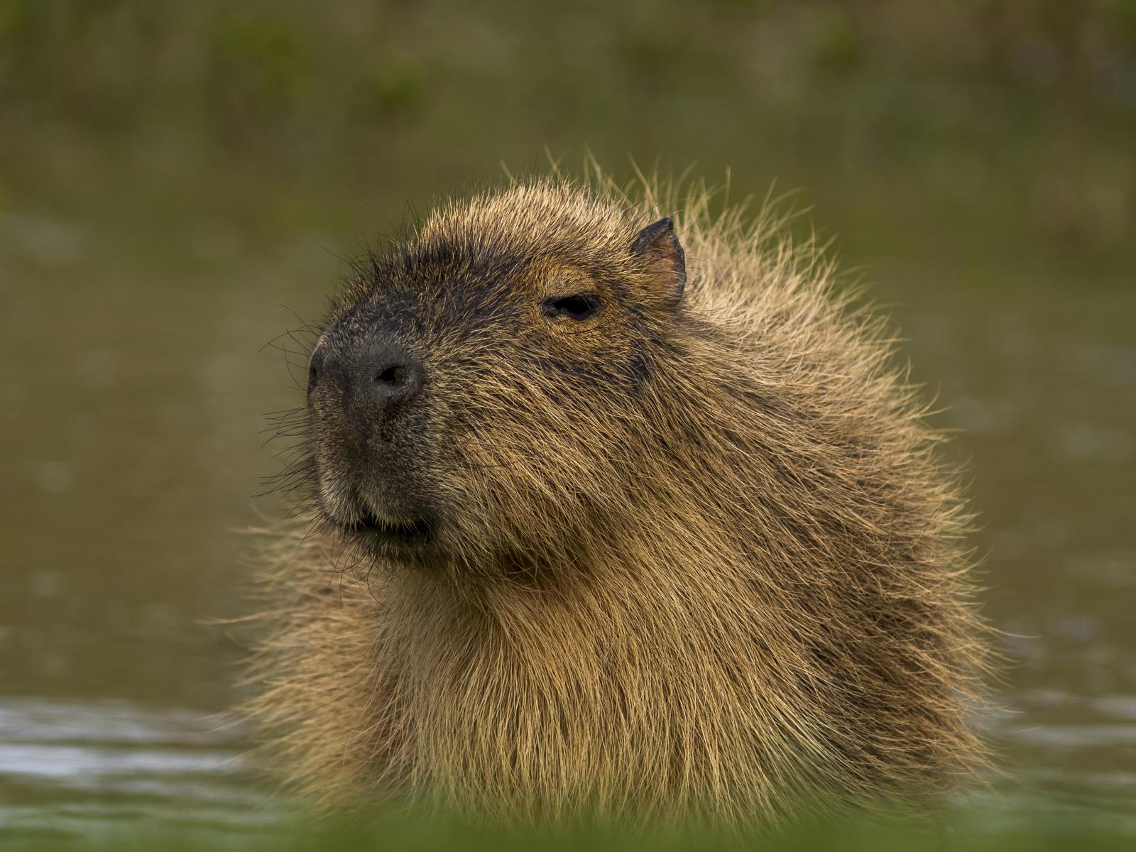 Capybara By Water Cr David Roberts