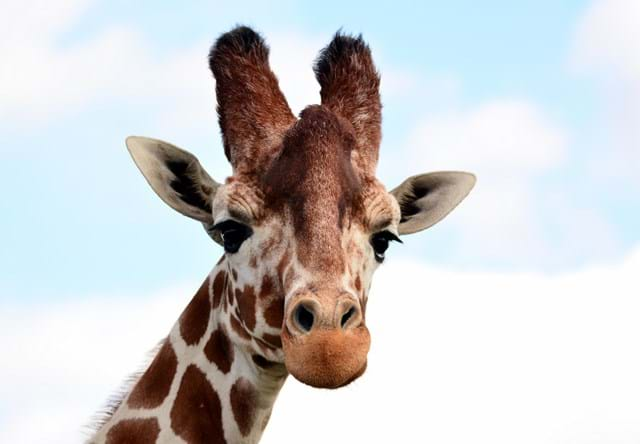 Giraffe Experience | VIP Animal Experience | YWP