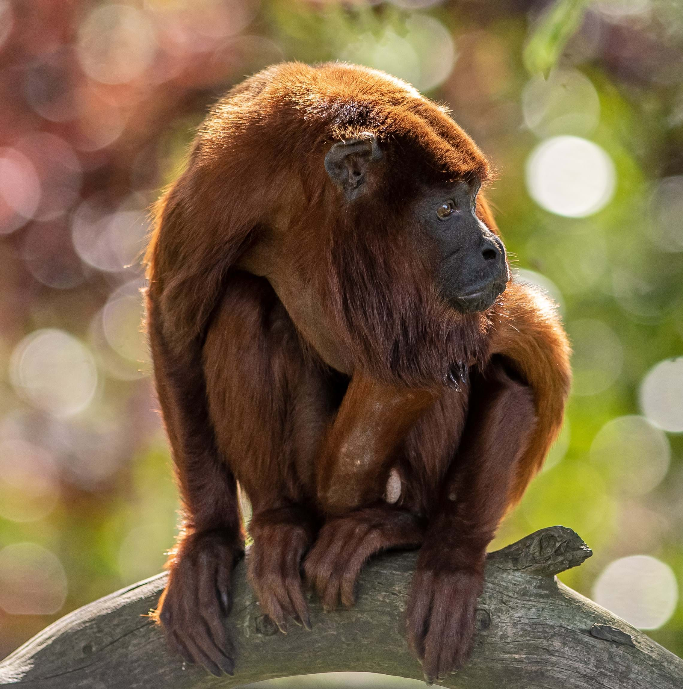 Collection 103+ Pictures picture of a howler monkey Completed