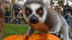 Halloween at Yorkshire Wildlife Park