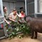 Tapir feeding in house