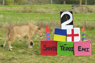 YWP Lions Bday 001