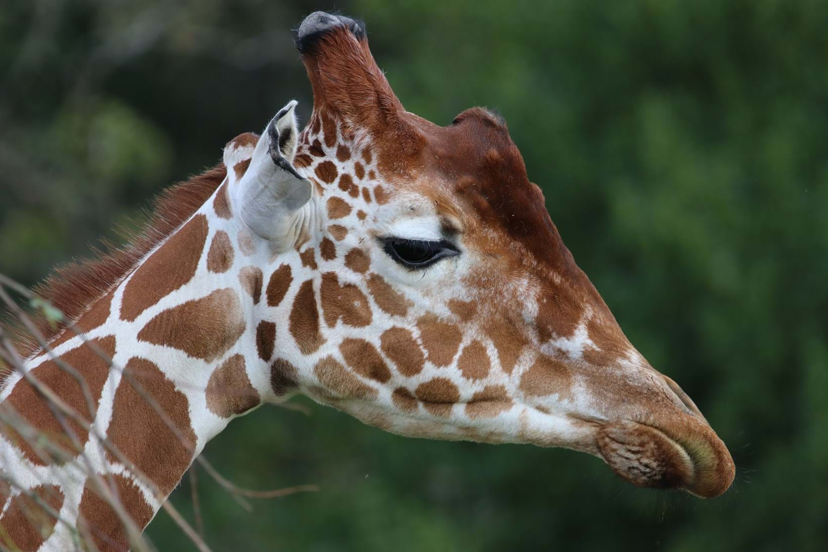 Giraffes at Yorkshire Wildlife Park!