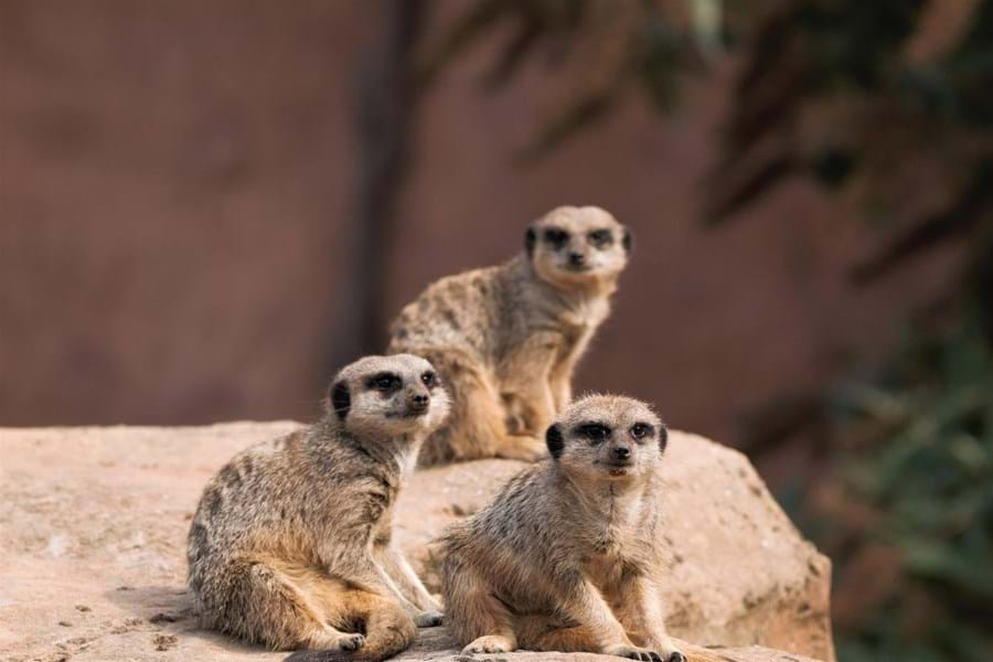 Meerkats Experience